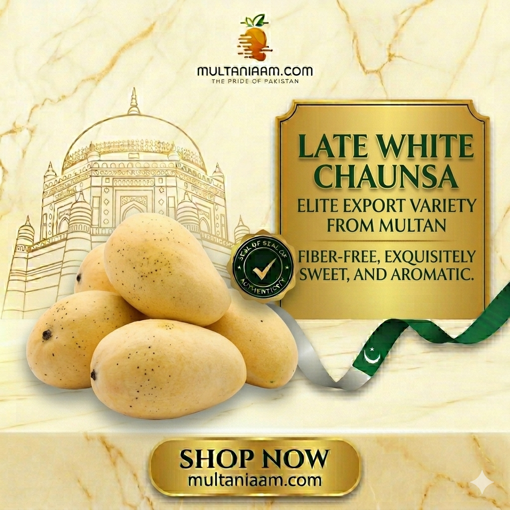 Late White Chaunsa (لیٹ سفید چونسہ)